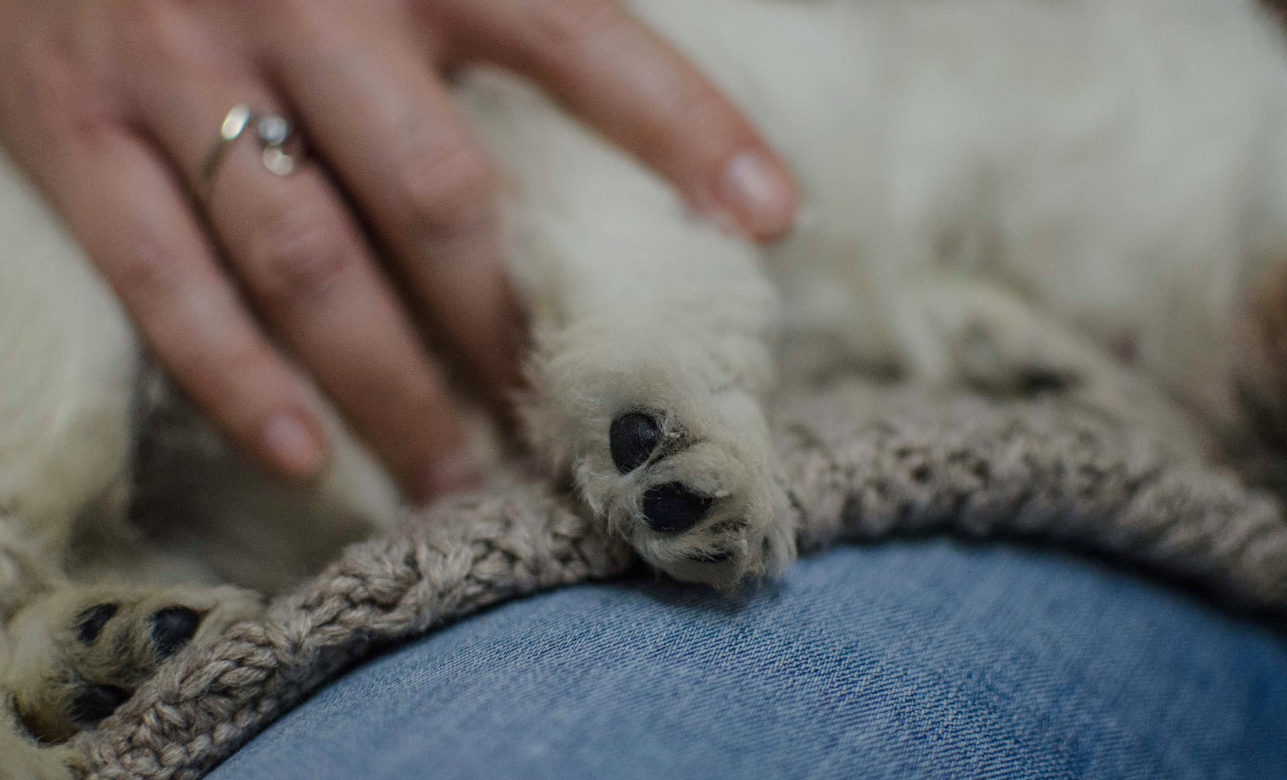 Tanatorio de mascotas Cremalia en Gandía