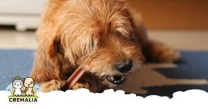 imagen-destacada-blog-cremalia-cuidados-dentales-perros800x420.fw