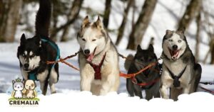imagen-destacada-blog-dolor-perros-cremalia-800x420.fw