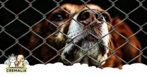 imagen-destacada-blog-el-abandono-de-animales-cremalia-800x420.fw