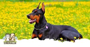 blog-cortar-las-orejas-cremalia-800x420.fw
