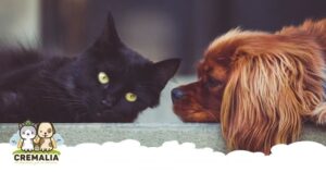 Perro y gato durante la cuarentena