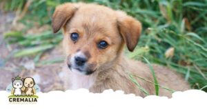 imagen-destacada-cortar-el-pelo-perro-cremalia.fw