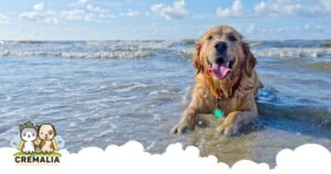 Playas para perros en españa 2021