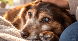 Perro mayor con un ojo velado recostado en una manta mientras su familia le acaricia la cabeza
